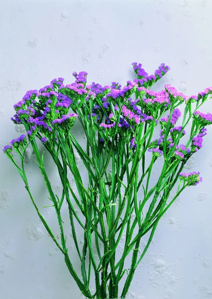 紫花近景 — 图库照片