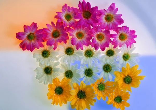 Close View Colorful Flowers — Stock Photo, Image