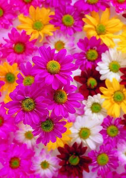 Close Van Kleurrijke Bloemen — Stockfoto