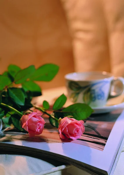 Γκρο Πλαν Άποψη Των Ροζ Τριαντάφυλλα — Φωτογραφία Αρχείου