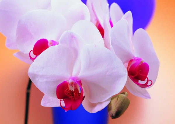 Close View Orchid Flowers — Stock Photo, Image