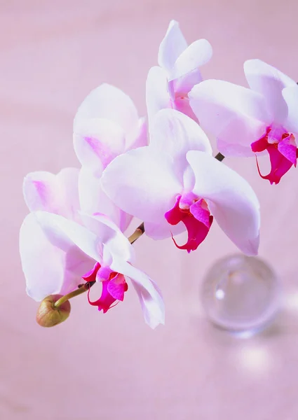 Close View Orchids — Stock Photo, Image