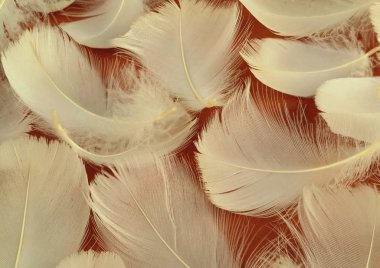 Ahşap arka planda beyaz tüyler