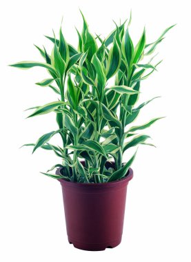 Beyaz arka planda izole edilmiş saksı bitkilerine yakın plan 