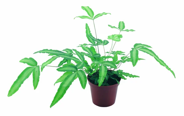 Closeup Potted Plants Isolated White Background — Stock Photo, Image