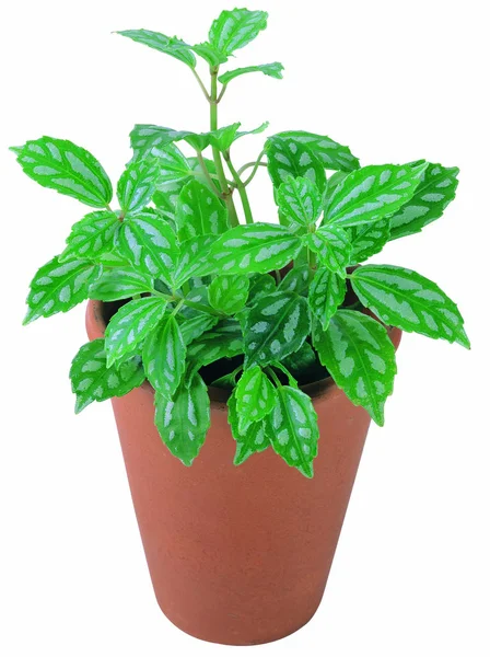 Primer Plano Las Plantas Maceta Con Aislado Sobre Fondo Blanco —  Fotos de Stock