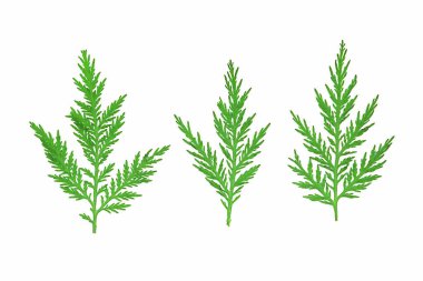 Beyaz arkaplanda izole edilmiş renkli çiçekleri kapat 