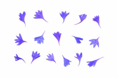 Beyaz arkaplanda izole edilmiş renkli çiçekleri kapat 