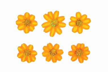 Beyaz arkaplanda izole edilmiş renkli çiçekleri kapat 