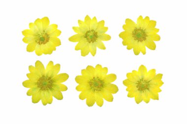 Beyaz arkaplanda izole edilmiş renkli çiçekleri kapat 