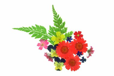 Beyaz arkaplanda izole edilmiş renkli çiçekleri kapat 