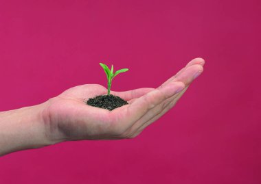 Toprağı bitkilerle tutan kişiye yakın çekim