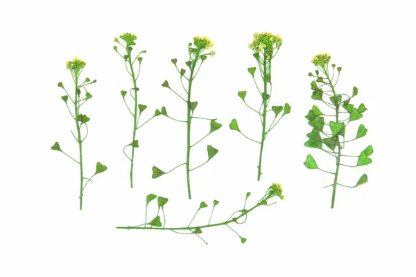 Närbild Rgglada Blommande Blommor Isolerade Vit Bakgrund — Stockfoto