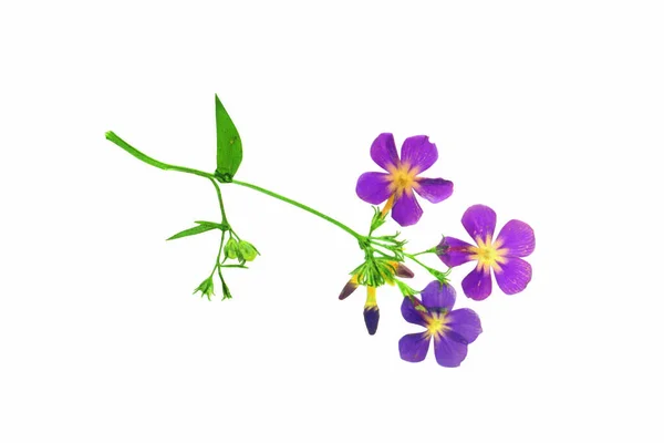 Detailní Záběr Barevných Kvetoucích Květin Izolovaných Bílém Pozadí — Stock fotografie