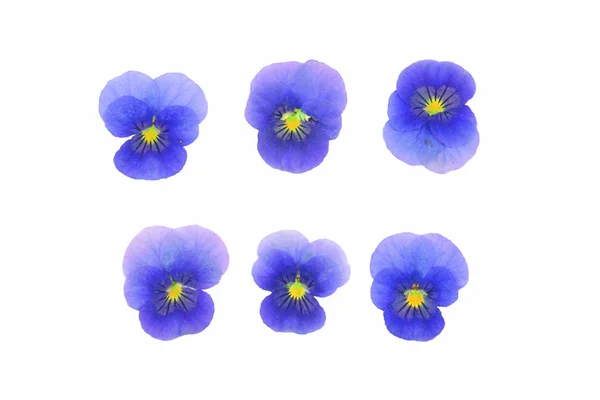 Detailní Záběr Barevných Kvetoucích Květin Izolovaných Bílém Pozadí — Stock fotografie
