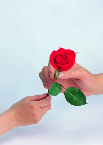 Closeup of person hands holding rose