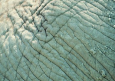 Gergedanın gündüz vakti hayvanat bahçesinde yakınlaşması 