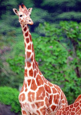 Gündüz vakti hayvanat bahçesinde zürafa kapanışı 