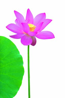 Çiçek açan nilüfer çiçeğinin güzelliği.