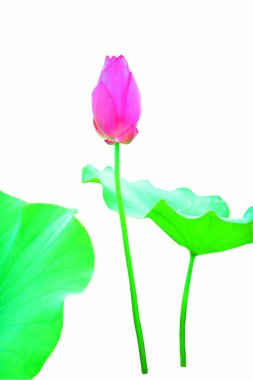 Çiçek açan nilüfer çiçeğinin güzelliği.