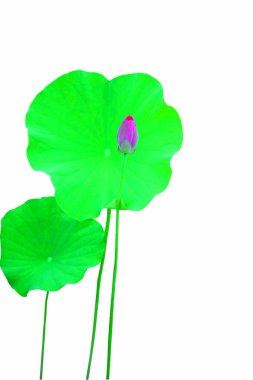 Çiçek açan nilüfer çiçeğinin güzelliği.