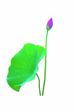 Çiçek açan nilüfer çiçeğinin güzelliği.