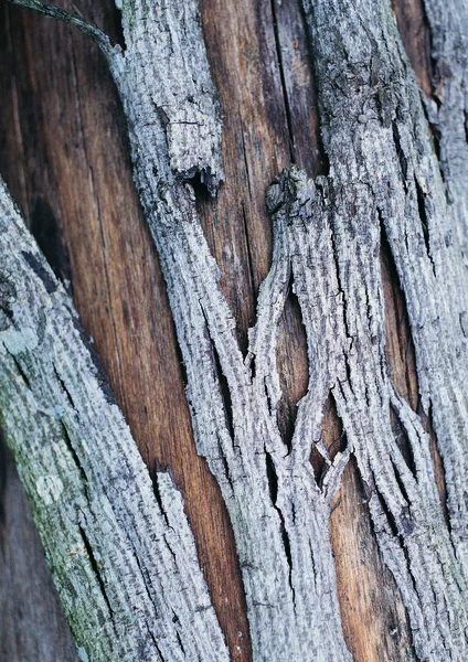 木制纹理的特写视图 — 图库照片