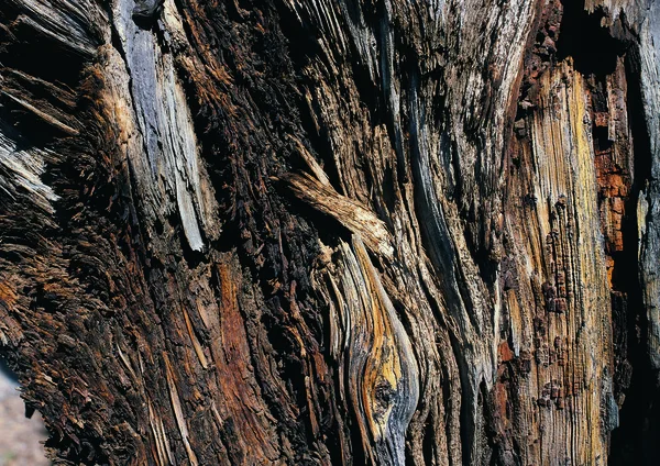 Vista Ravvicinata Della Texture Legno — Foto Stock