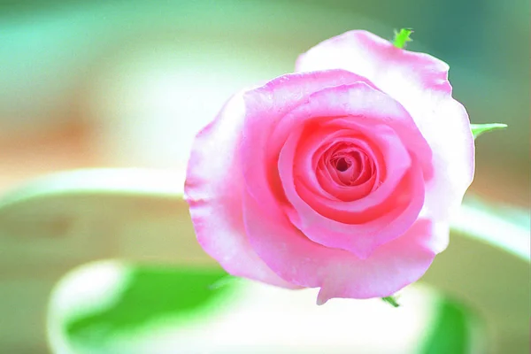 Closeup Blossoming Rose Flower — Stock Photo, Image