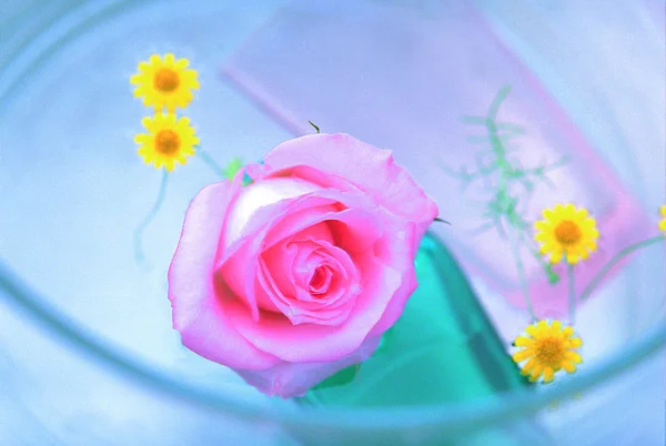 Virágzó Rózsabimbó Közelsége — Stock Fotó