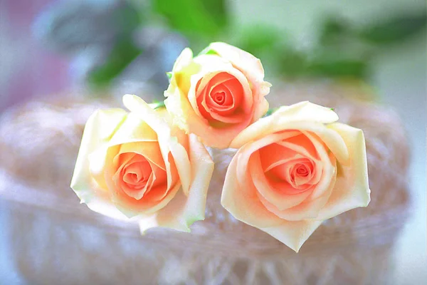 Closeup Blossoming Roses Bouquet — Stock Photo, Image