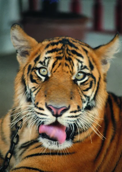 Großaufnahme Von Tiger Zoo Tag — Stockfoto