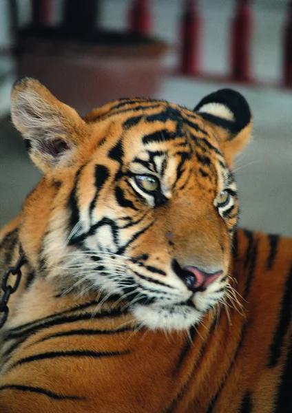 Großaufnahme Von Tiger Zoo Tag — Stockfoto