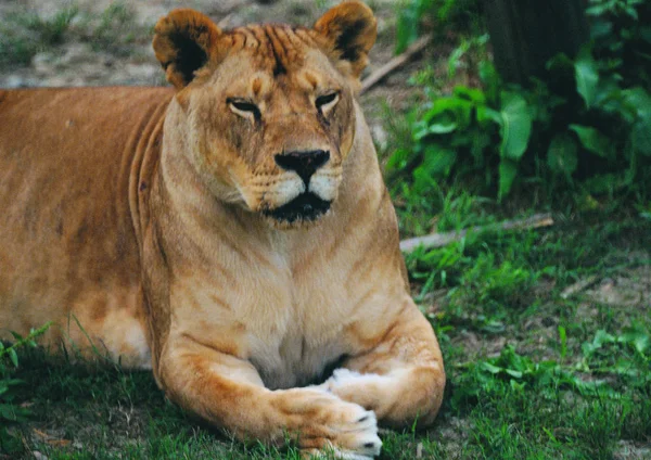 Closeup Lion Zoo Daytime — Stock Photo, Image