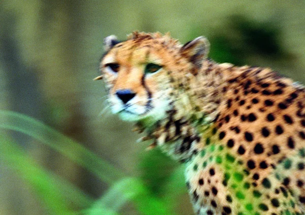 Großaufnahme Von Leoparden Zoo Tag — Stockfoto