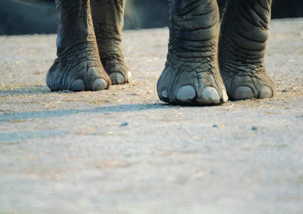 Primer Plano Del Elefante Zoológico Durante Día —  Fotos de Stock