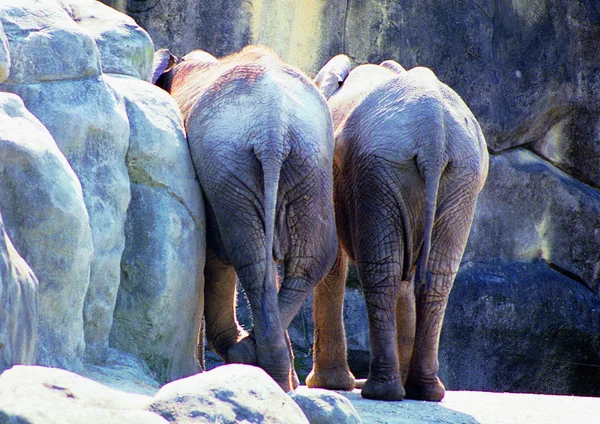 Närbild Elefant Djurparken Vid Dagtid — Stockfoto
