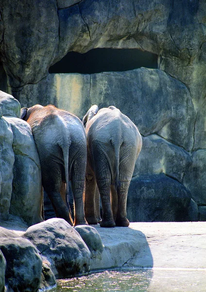 Närbild Elefant Djurparken Vid Dagtid — Stockfoto