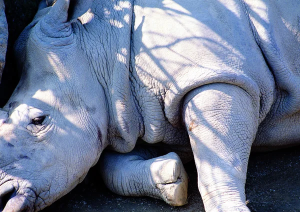 Closeup Rinoceronte Zoológico Durante Dia — Fotografia de Stock