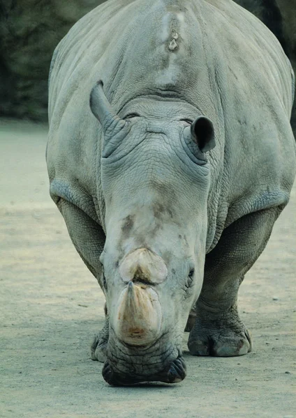 Closeup Rinoceronte Zoológico Durante Dia — Fotografia de Stock