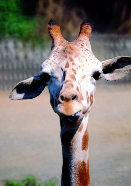 Närbild Giraff Djurparken Dagtid — Stockfoto