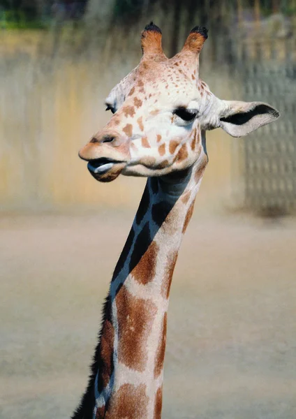 Крупним Планом Жирафа Зоопарку Вдень — стокове фото