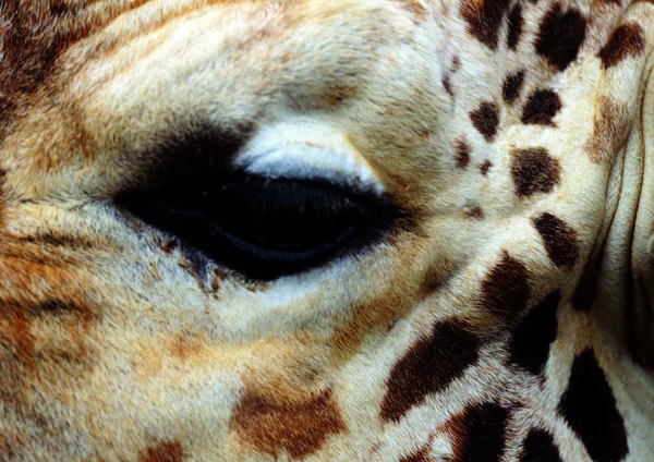 Närbild Giraff Djurparken Dagtid — Stockfoto