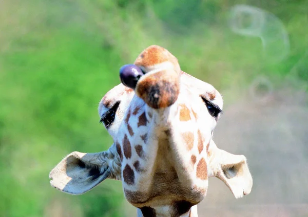 昼間の動物園におけるキリンの閉鎖 — ストック写真