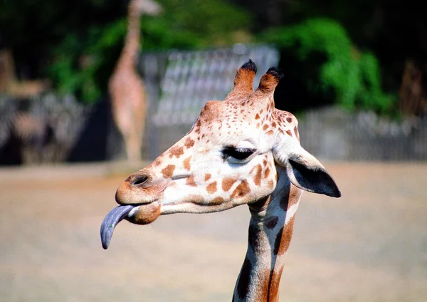 Närbild Giraff Djurparken Dagtid — Stockfoto