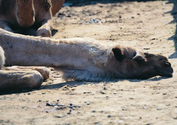 Nahaufnahme Eines Kamels Zoo Tag — Stockfoto