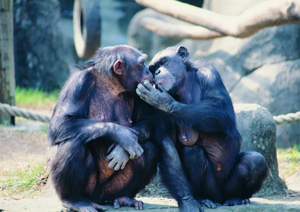 昼間は動物園で猿の群れ — ストック写真