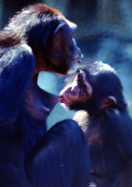 昼間は動物園で猿の群れ — ストック写真