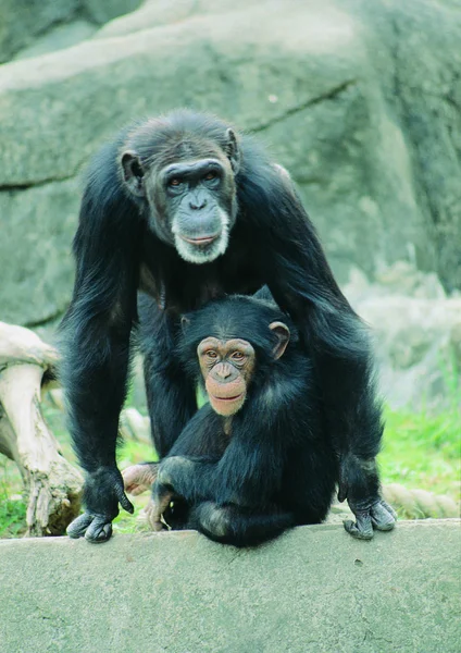 昼間は動物園で猿の群れ — ストック写真