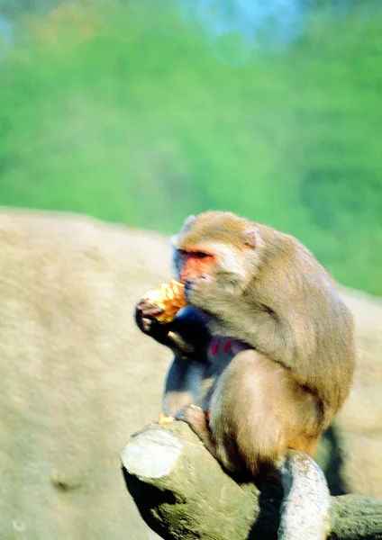 Closeup Monkey Zoo Daytime — Stock Photo, Image